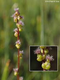 Attēlu rezultāti vaicājumam “Triglochin palustre flower”