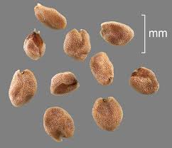 Attēlu rezultāti vaicājumam “Rorippa palustris fruit”