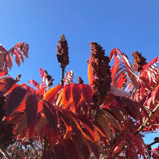 Attēlu rezultāti vaicājumam “Rhus typhina”