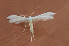 Attēlu rezultāti vaicājumam “Pterophorus pentadactyla”