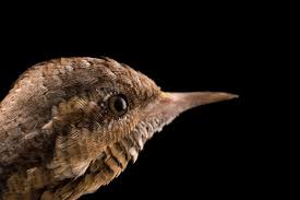 Image result for Jynx torquilla