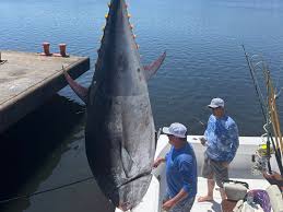 Image result for giant tuna