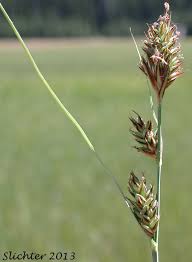 Attēlu rezultāti vaicājumam “Carex buxbaumii”