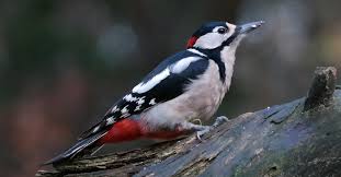Attēlu rezultāti vaicājumam “Dendrocopos major male”
