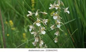 Attēlu rezultāti vaicājumam “Epipactis palustris flower”