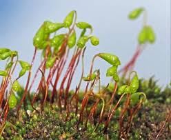Attēlu rezultāti vaicājumam “Pohlia nutans”