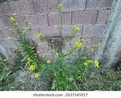 Attēlu rezultāti vaicājumam “Sisymbrium loeselii flower”