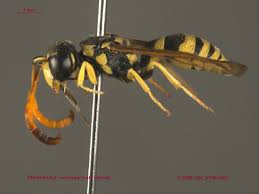 Attēlu rezultāti vaicājumam “Vespidae”