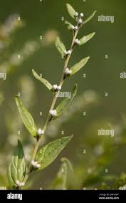 Attēlu rezultāti vaicājumam “Lithospermum officinale leaf”