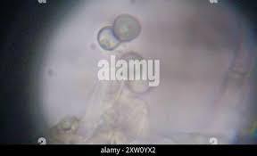 Attēlu rezultāti vaicājumam “Byssocorticium atrovirens”