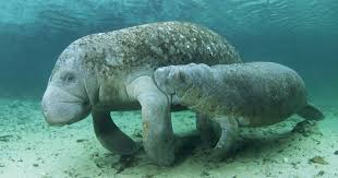 Image result for Manunitid