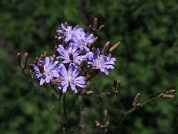 Attēlu rezultāti vaicājumam “Lactuca tatarica bud”