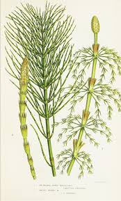 Attēlu rezultāti vaicājumam “Equisetum sylvaticum”