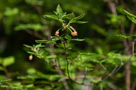 Attēlu rezultāti vaicājumam “Menziesia ferruginea”