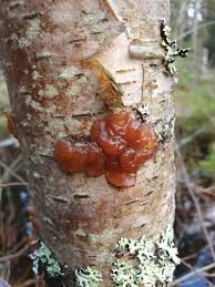 Attēlu rezultāti vaicājumam “Exidia repanda”