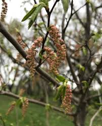 Attēlu rezultāti vaicājumam “Carpinus caroliniana male flower”
