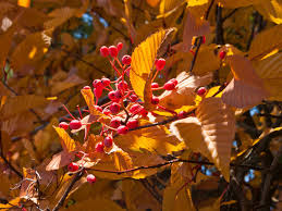 Attēlu rezultāti vaicājumam “Sorbus alnifolia”