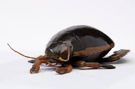 Attēlu rezultāti vaicājumam “Dytiscidae”