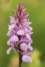 Attēlu rezultāti vaicājumam “Dactylorhiza maculata”