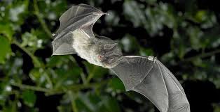 Attēlu rezultāti vaicājumam “Barbastella barbastellus”