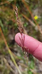Attēlu rezultāti vaicājumam “Agrostis canina”