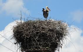 Attēlu rezultāti vaicājumam “Ciconia ciconia nest”