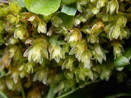 Attēlu rezultāti vaicājumam “Mnium lycopodioides”