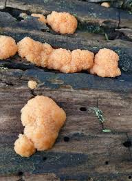 Attēlu rezultāti vaicājumam “Tubifera ferruginosa (subsp. ferruginosa) spores”