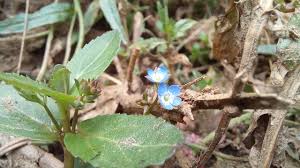 Attēlu rezultāti vaicājumam “Veronica beccabunga leaf”