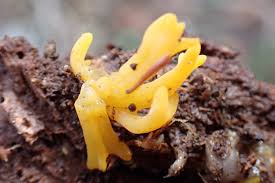 Attēlu rezultāti vaicājumam “Calocera glossoides”