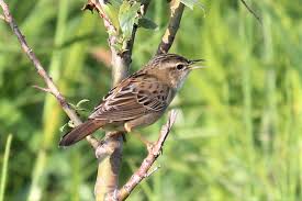 Image result for Locustella certhiola