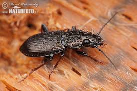 Attēlu rezultāti vaicājumam “Pterostichus oblongopunctatus”