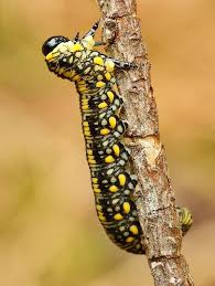 Attēlu rezultāti vaicājumam “Diprionidae cocoon”