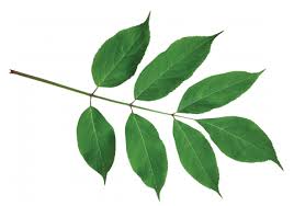 Attēlu rezultāti vaicājumam “Sambucus nigra leaf”