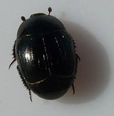 Attēlu rezultāti vaicājumam “Histeridae”