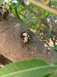 Image result for pheega