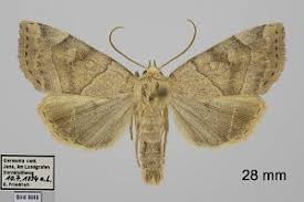 Attēlu rezultāti vaicājumam “Cosmia trapezina”