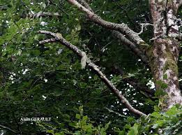 Attēlu rezultāti vaicājumam “Biatoropsis usnearum”