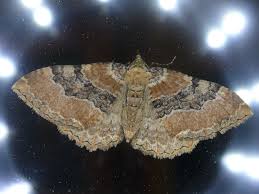 Attēlu rezultāti vaicājumam “Xanthorhoe quadrifasiata”