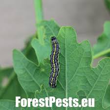 Attēlu rezultāti vaicājumam “Orthosia miniosa”