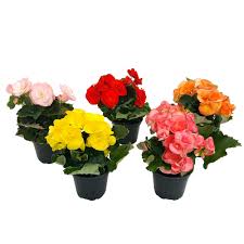 Image result for Бегония Элатиор 12х22 4601887072423