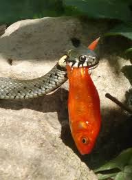 Image result for Ringelnatter