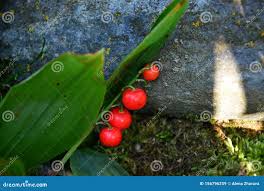 Attēlu rezultāti vaicājumam “Convallaria majalis fruit”