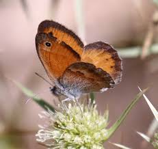 Attēlu rezultāti vaicājumam “Seligeria donniana sporophyte”