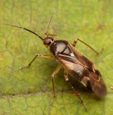 Attēlu rezultāti vaicājumam “Orthops basalis”