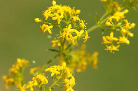 Attēlu rezultāti vaicājumam “Galium verum bud”