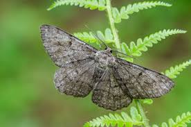 Attēlu rezultāti vaicājumam “Hypomecis roboraria”