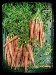 Attēlu rezultāti vaicājumam “Daucus sativus”