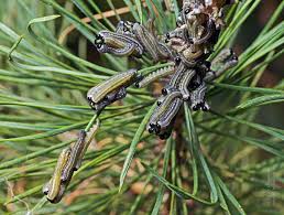 Attēlu rezultāti vaicājumam “Neodiprion sertifer”