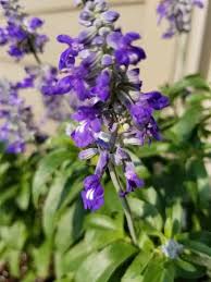 Attēlu rezultāti vaicājumam “Lobelia erinus flower”